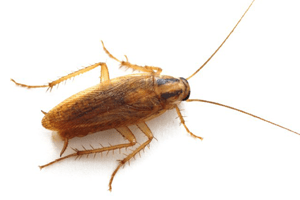 cockroaches control in indore