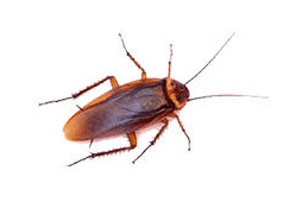 cockroaches control in indore