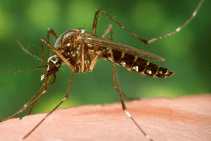 mosquito control service in indore
