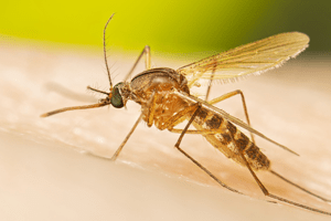 mosquito control service in indore