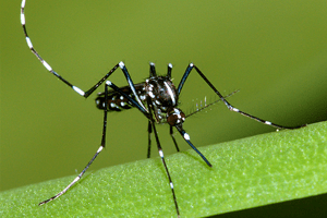 mosquito control service in indore