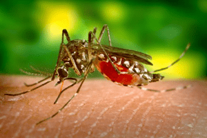 mosquito control service in indore