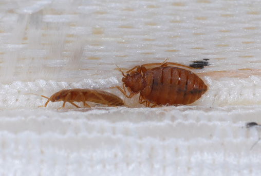 bed bugs control in indore