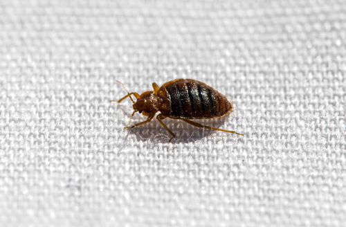 bed bugs control in indore