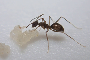 ants control services indore