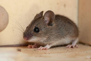 rodent control in indore