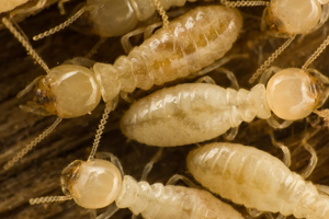 Termite Treatment Indore
