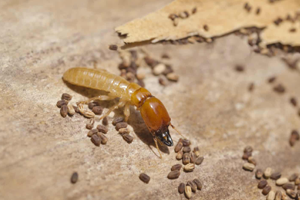 termite control in indore