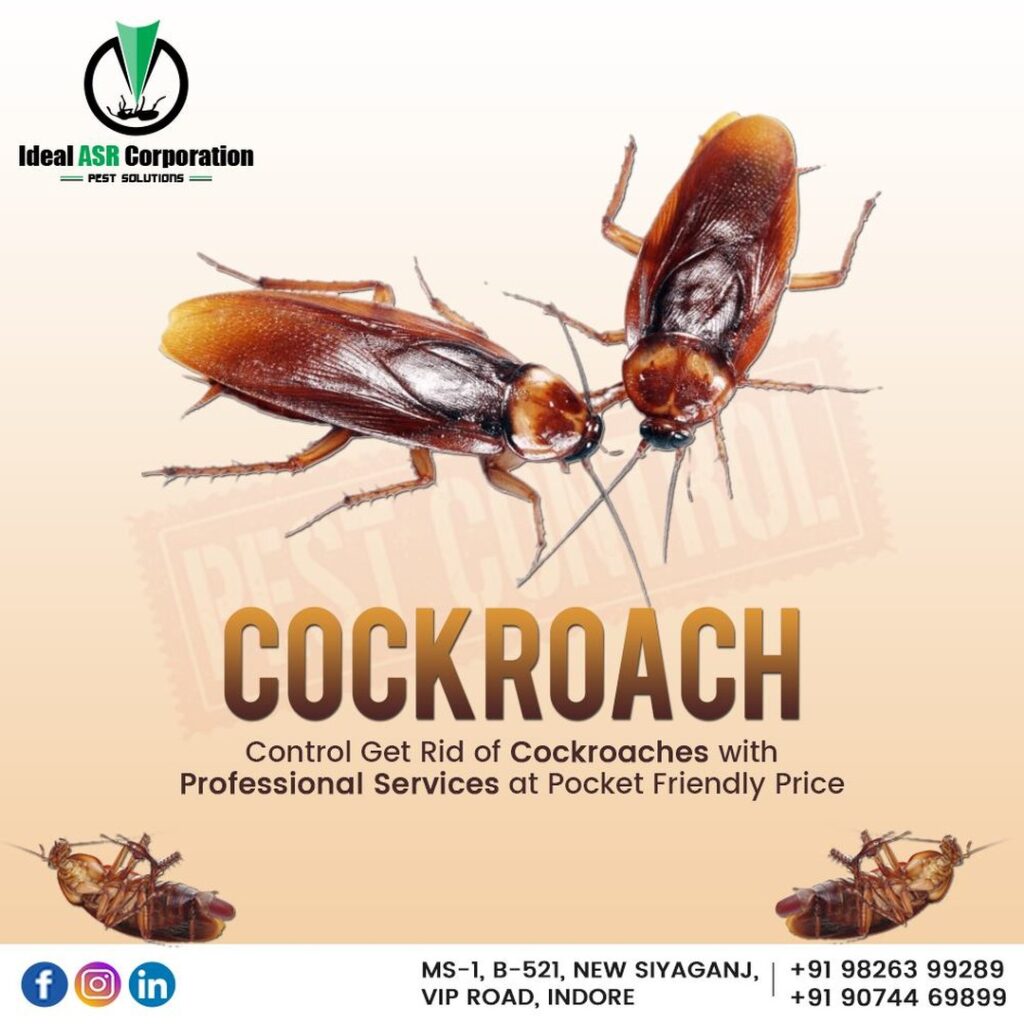 Cockroach Control Service Indore - Ideal ASR Corporation