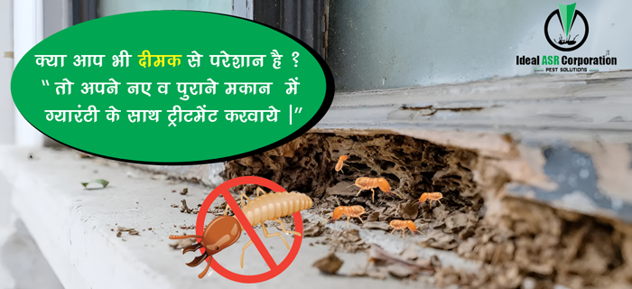 termite control in Indore - Ideal ASR Corporation