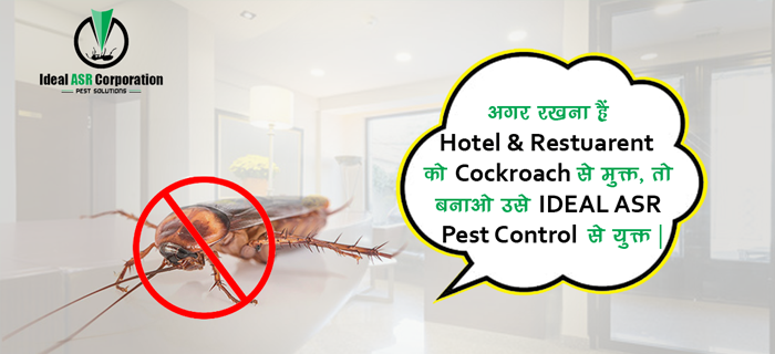 cockroaches control in Indore - Ideal ASR Corporation